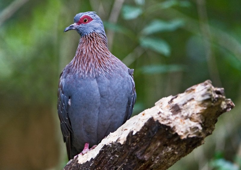 Rock speckled Pigeon