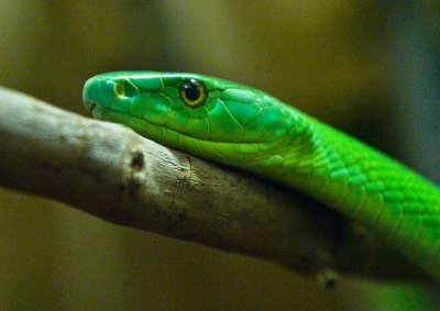 A male Boomslang