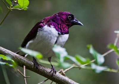 Plum coloured starling