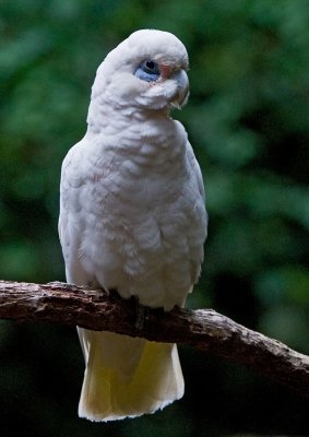 Blue eyed Cockatoo