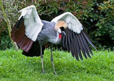 The Crowned Crane