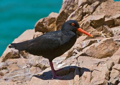 Black Oyster Catcher at Featherbed point