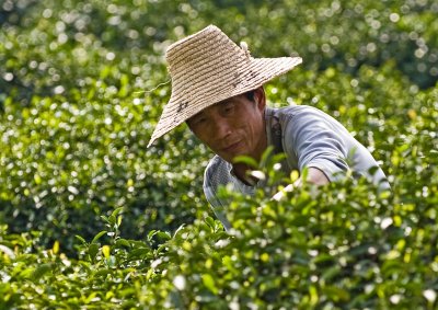 Tea picker at work