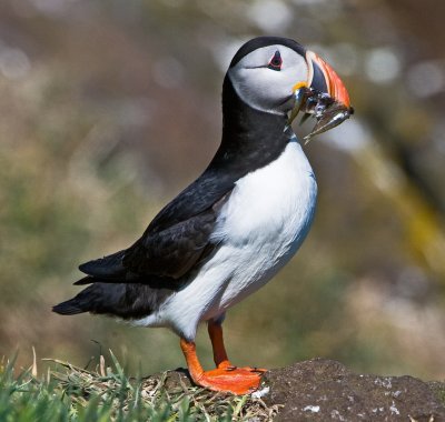 Another Puffin with sand eels