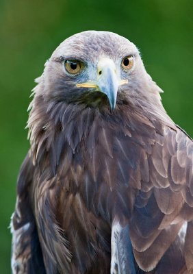 Jack. A male Golden Eagle