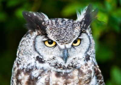 Banjo. A male Great Horned Owl