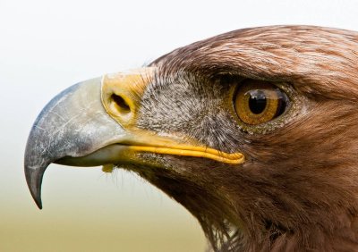 Jack. A male Golden Eagle closeup