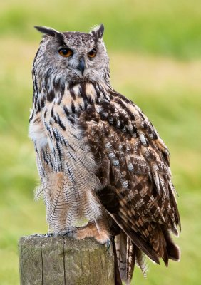 Sitting pretty is Froyd the male European Eagle Owl