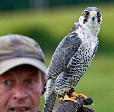 Visit to Skyhigh Falconry nr. Maybole Ayrshire Scotland - July 2010