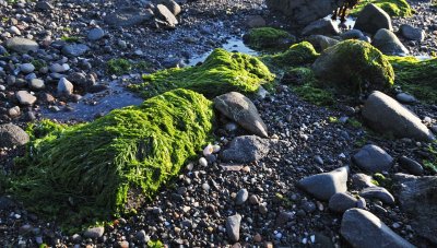 Sunny seaweed  waiting on water