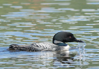 Plongeon Huard. Common Loon.