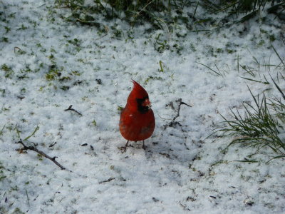 Cardinal in Snow 2