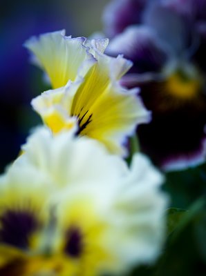 White Yellow Purple Pansies