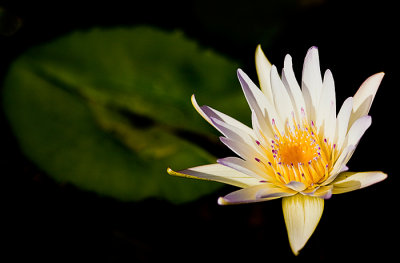 Water Lily 2