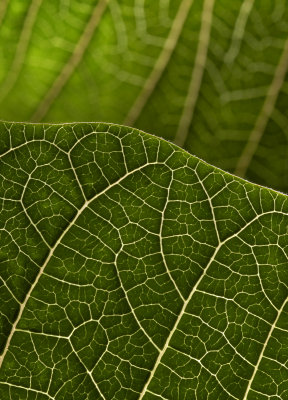 Green poinsetta leaf