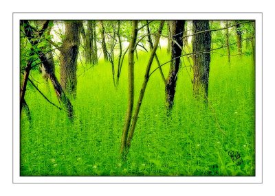 Garlic-Mustard (a.k.a. Sylvan Woodland)