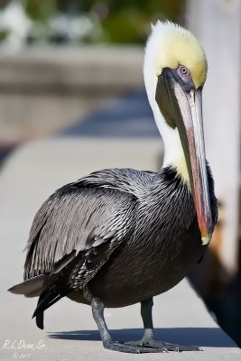 Pelican