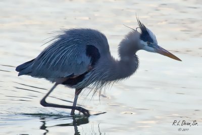 Sunset Heron
