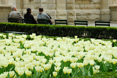 water tower tulips.jpg