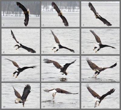eagle composite.jpg