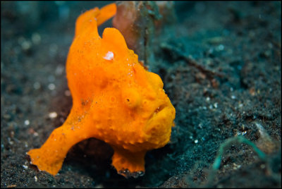 Coy frogfish