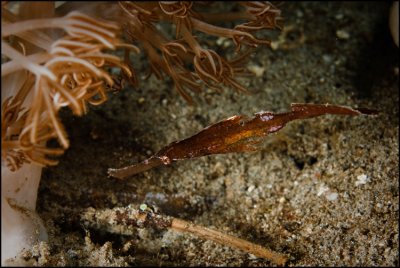 Thin Robust ghost pipefish