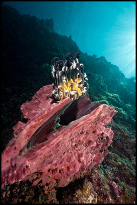 Pulau Babi sponge