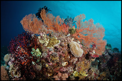 Panga batang reef 2