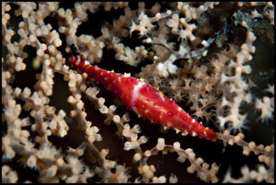 Allied cowrie