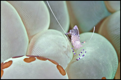 Bubble coral shrimp