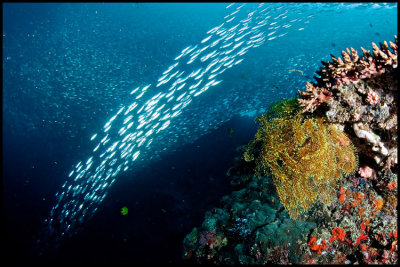 Pescador under the sardine run 2