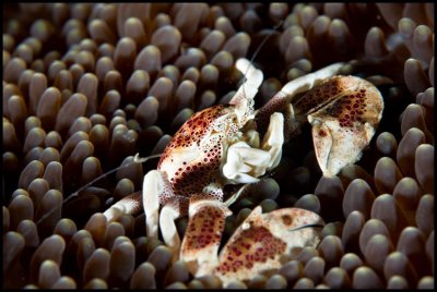 Porcelain crab