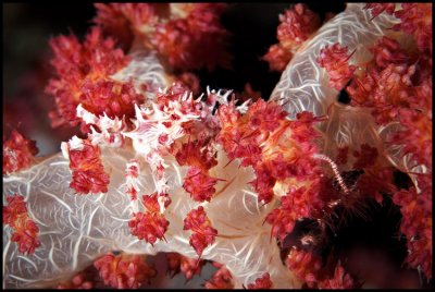 Soft coral crab on Talisay 1