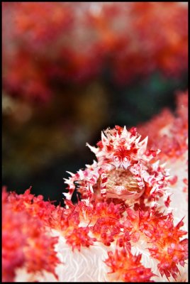 Soft coral crab on Talisay 2