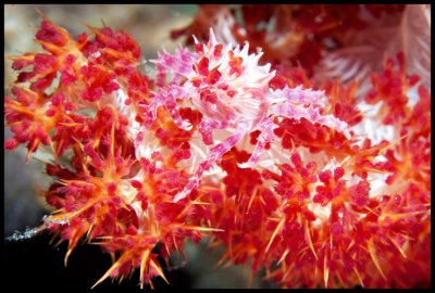 Soft coral crab on Talisay 3