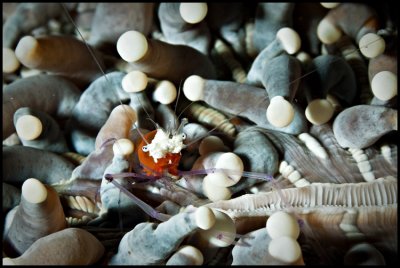 Anemone Popcorn shrimp