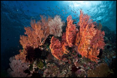 Komodo : kurrents and korals