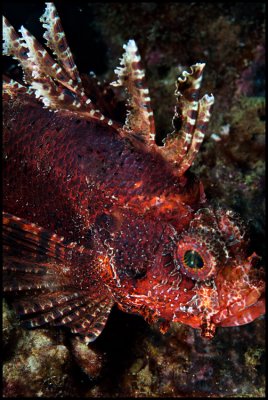 Scorpionfish Wainilu