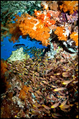 Tatawa Besar Reefscape 4
