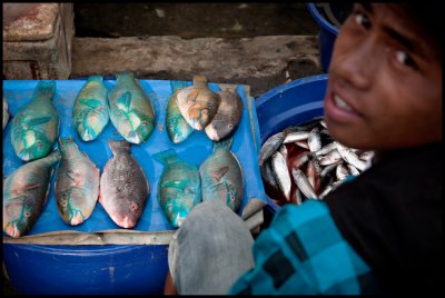 Blue parrotfish boy