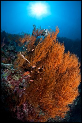 Sipadan soft coral