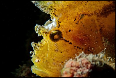 Backlit Leaffish