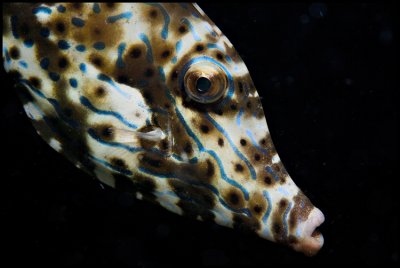 Inquisitive Filefish