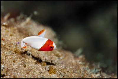Juvenile red parrotfish