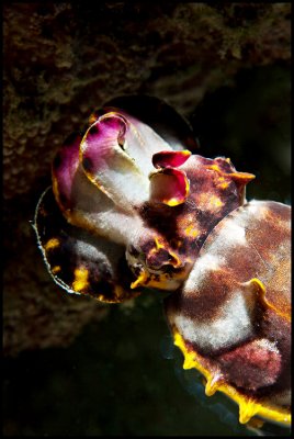 Flamboyant cuttlefish1