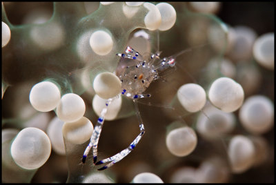 Blue Periclemenes shrimp