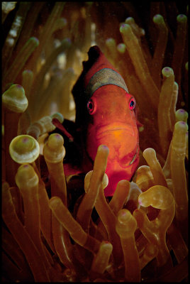 Female Spinecheek Clownfish