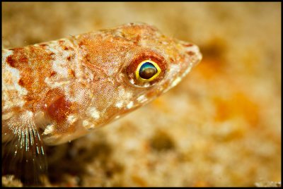 Sponge Goby close up