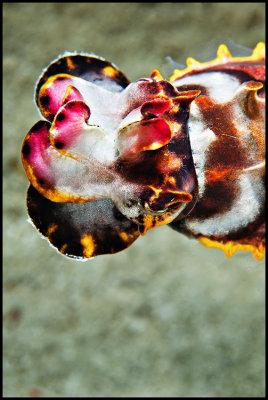 Flamboyant cuttlefish2