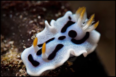 Chromodoris Dianae